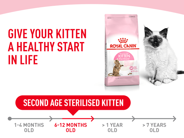 second age kitten sterilised