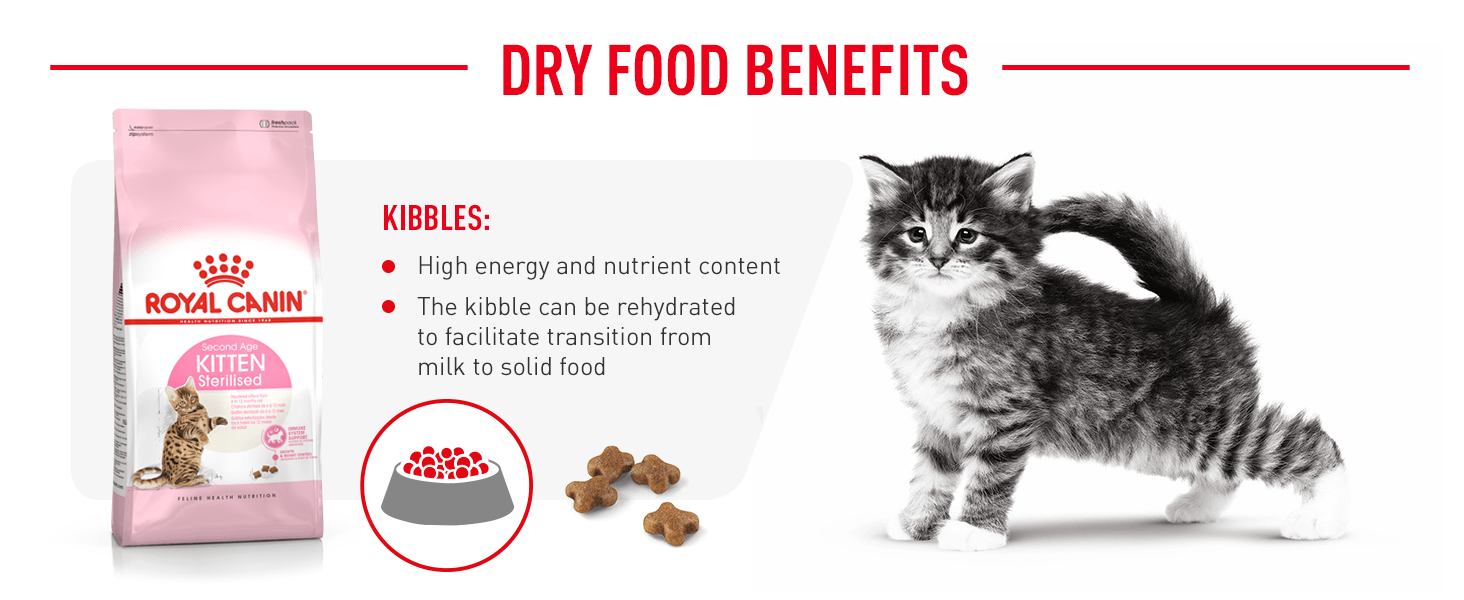 second age kitten sterilised