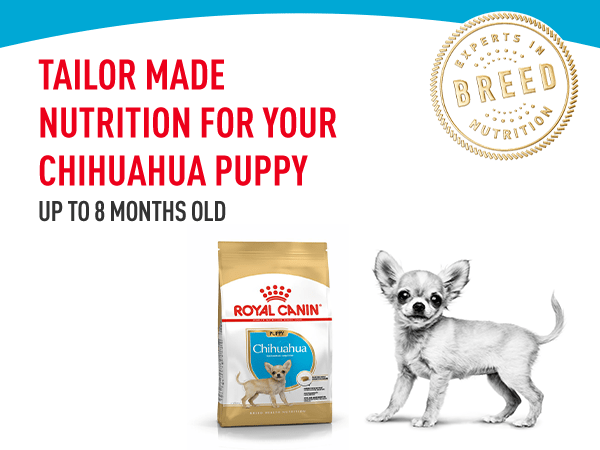 Royal Canin Chihuahua Puppy Dry Dog Food 1 5kg At Fetch Co Uk The Online Pet Store